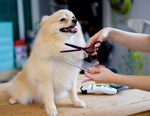 Complete Guide to Dog Grooming: Why Regular Grooming is Essential for Your Pet’s Health