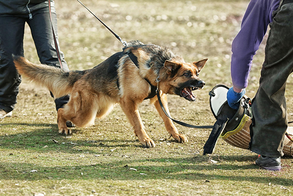 How Professional Dog Training Improves Behavior: Obedience, Discipline & Bonding