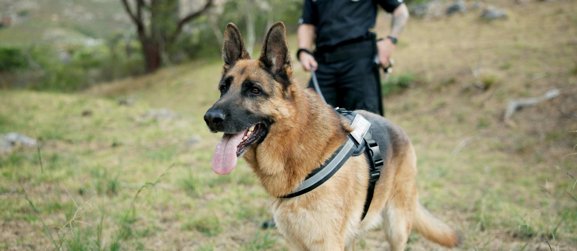 defence-police-k9