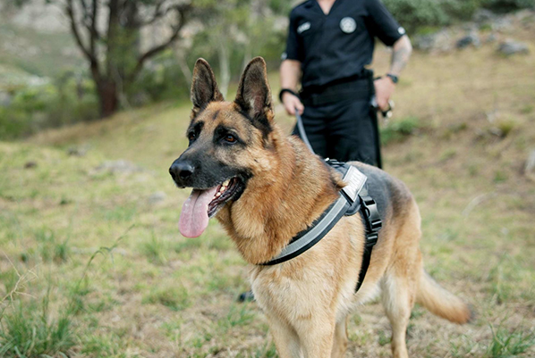 Defence & Police K9
