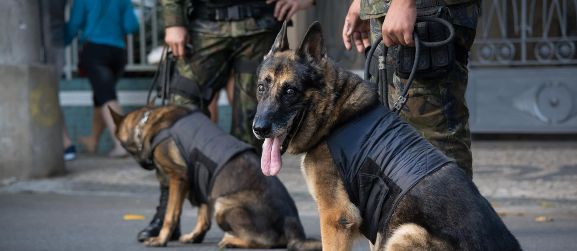 protection-dogs