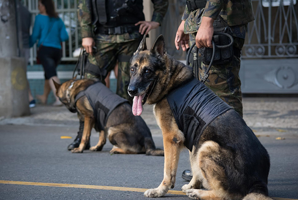 Protection Dogs