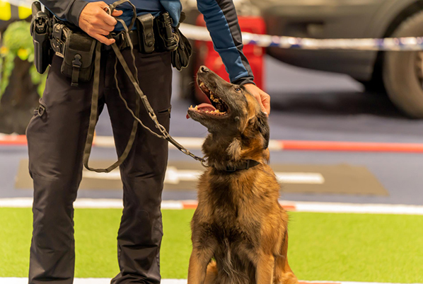 dog-trainer-certification