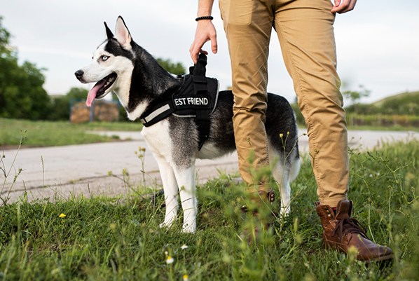 drug-detection-dogs