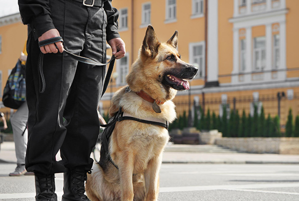 executive-protection-dogs