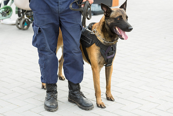explosive-detection-dogs