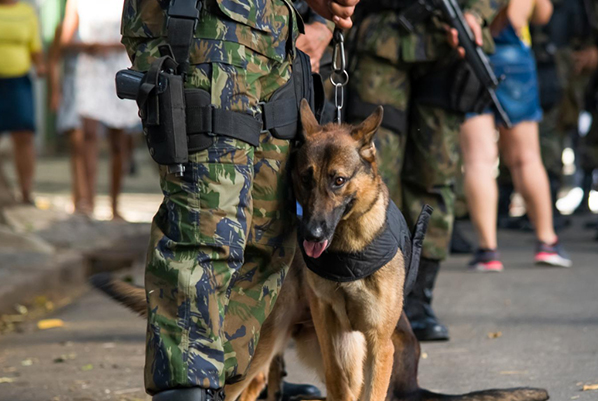 k9-handling