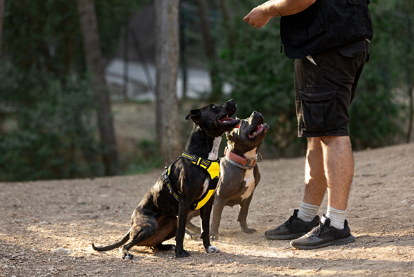 k9-supervisor-training