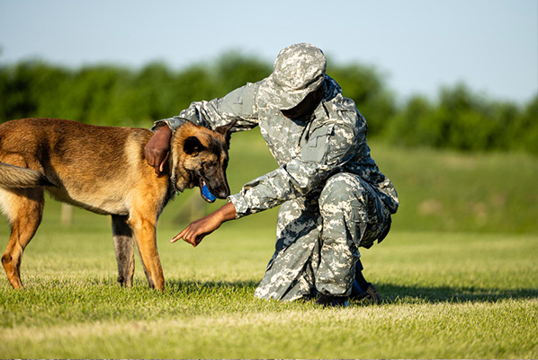 military-k9-training