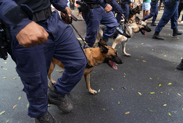 narcotics-detection-dogs