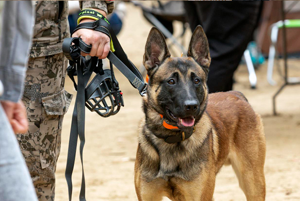 protection-dog-handling