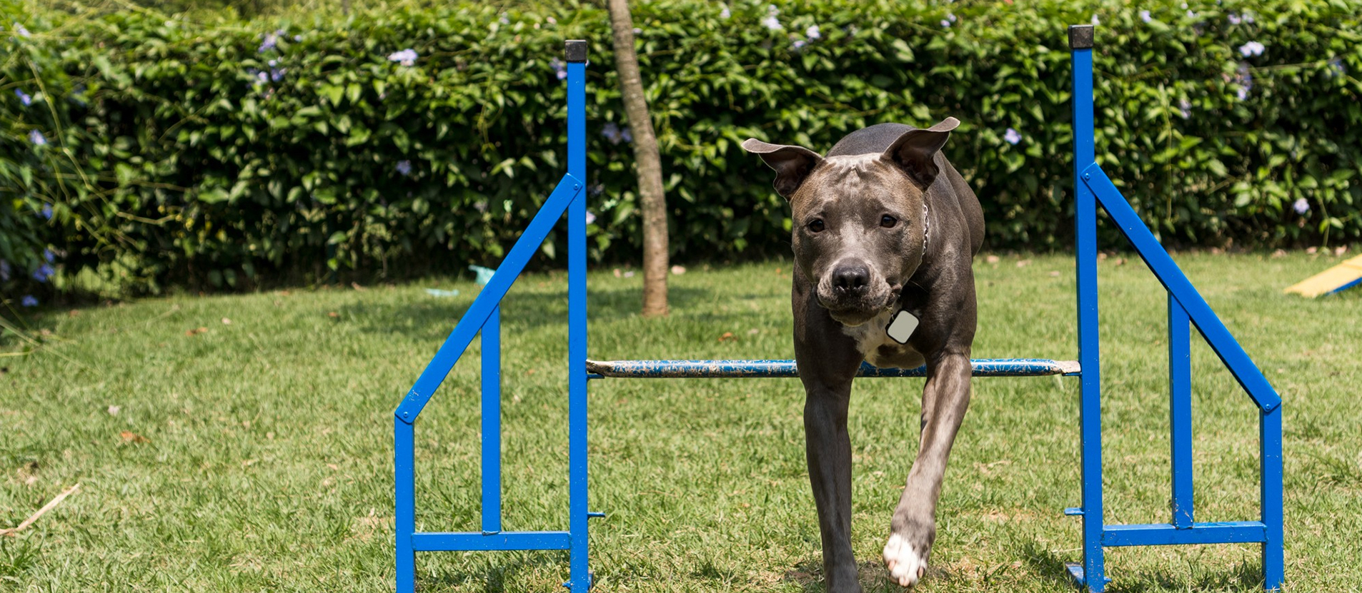 canine-fitness-programs