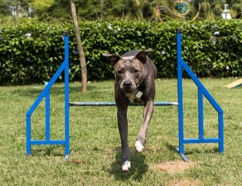Canine Fitness Programs