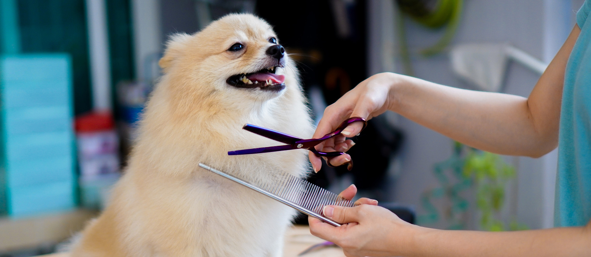 grooming-services