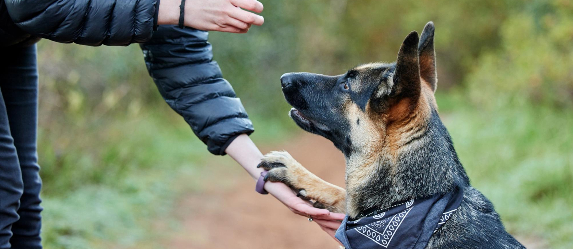 obedience-training