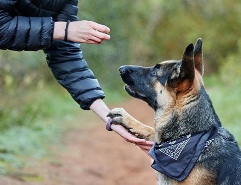 Obedience Training