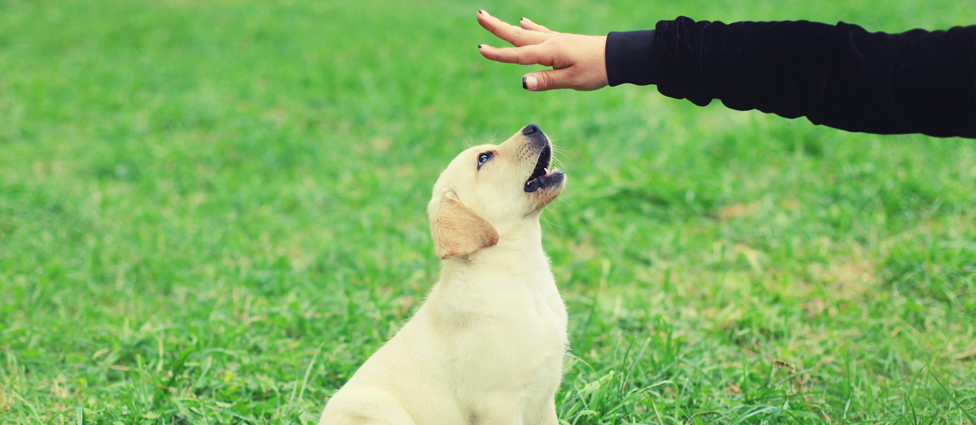puppy-training