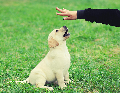Puppy Training