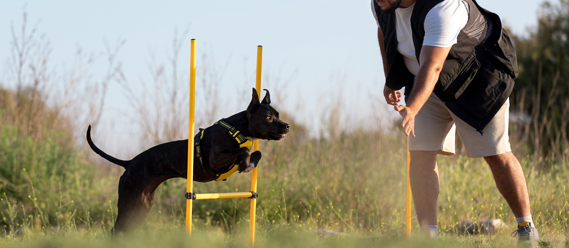 working-dog-development